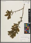 Foto von Salix appendiculata Vill.
